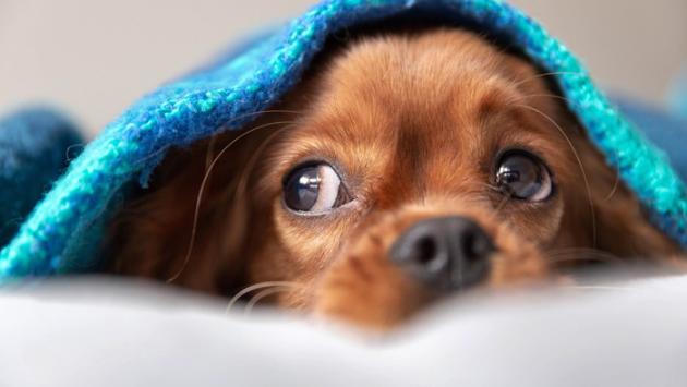 Arriva l'inverno: regalate una coperta agli animali dei rifugi