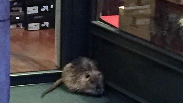 Via Trento, ore 7.30: la nutria aspetta l'apertura del negozio