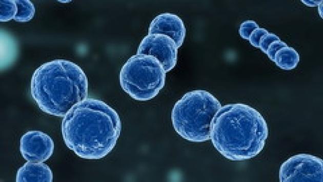 Brescia, studentessa della Cattolica muore di meningite fulminante