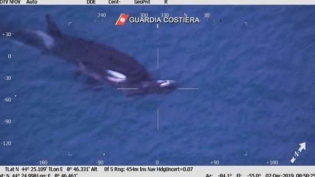 Orche, il cucciolo non ce l'ha fatta. La madre lo veglia