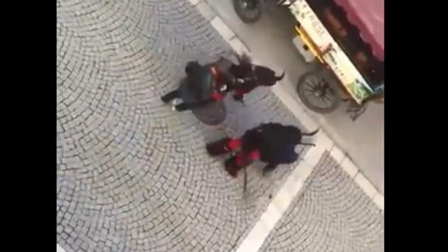 Vipiteno, paura alla sfilata: Krampus aggrediscono gli spettatori  - Video