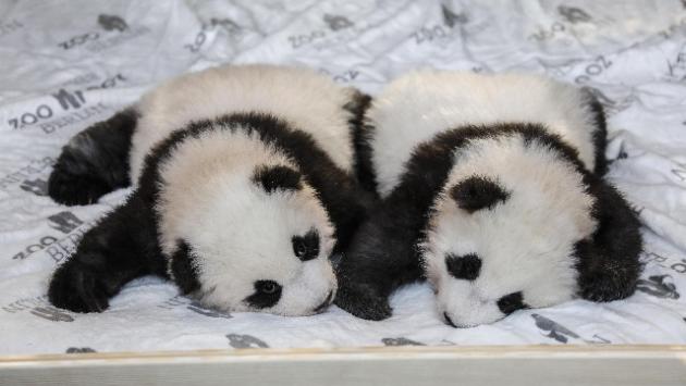 Hanno un nome i panda gemelli di Berlino