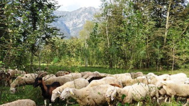 Anche la transumanza diventa patrimonio dell'umanità