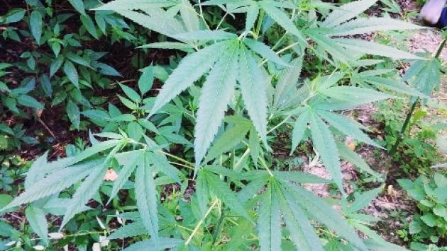 Reggio Emilia, scoperta una piantagione di marijuana 'cinese'