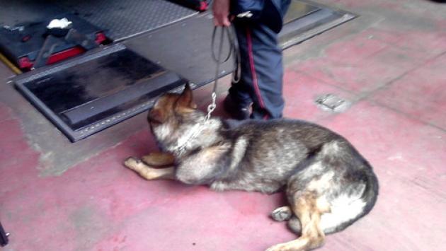 Assistenza veterinaria gratuita per i cani con le stellette in pensione