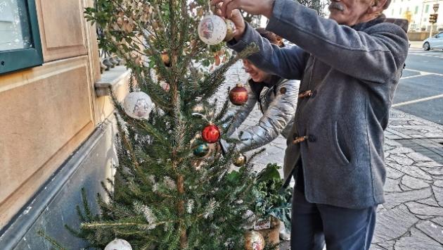 Lavagna, il Comune non ha soldi per gli alberi di Natale, ci pensano un vivaista e i cittadini