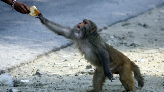 Germania: incendio allo zoo di Krefeld, strage di scimmie