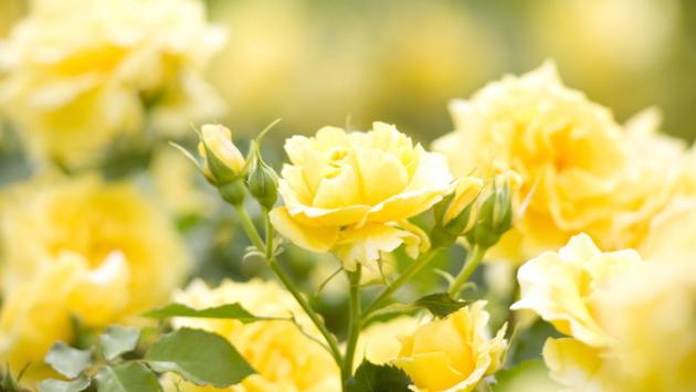 XIX Mostra Mercato Rose e Roseti