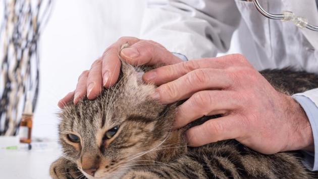 Un gatto con l'otite? Cause, sintomi e cure