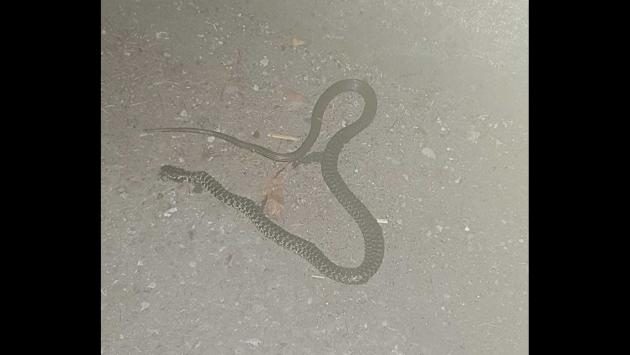 Serpente in via Giolitti
