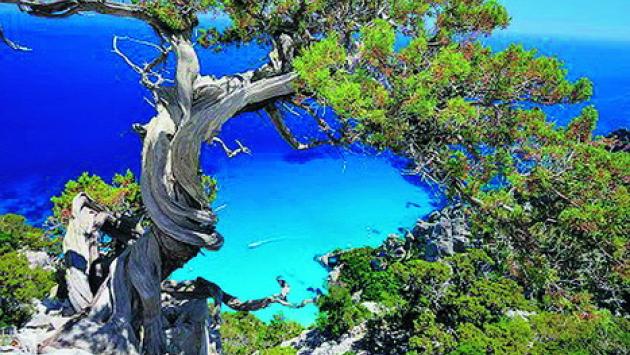 Cade un albero in spiaggia in Ogliastra, muore una  donna di 28 anni