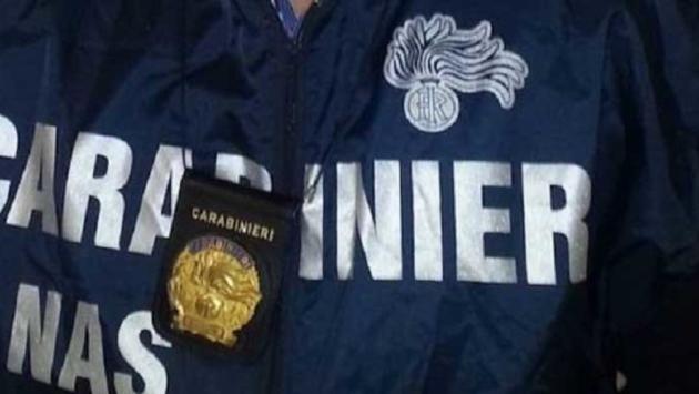Lavoro nero, carenze igieniche e bovini non registrati: sospesa attività agricola in Val d'Enza