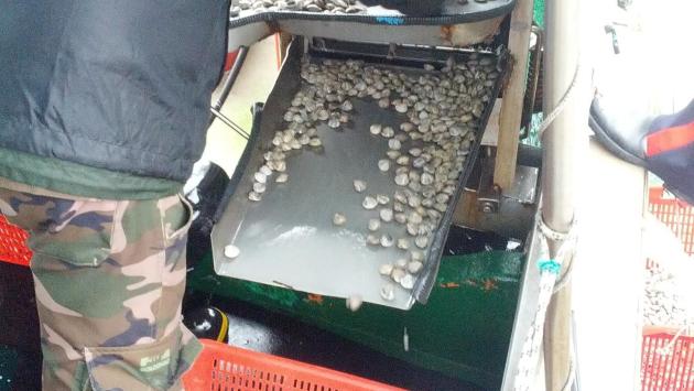 Sos per vongole e telline