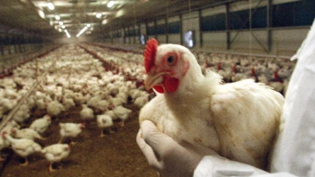Cina: spunta anche l'aviaria in allevamenti di polli dell'Hunan 