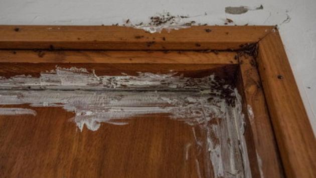 Via Buffolara, condominio invaso dagli scarafaggi, inquilini «in trincea»
