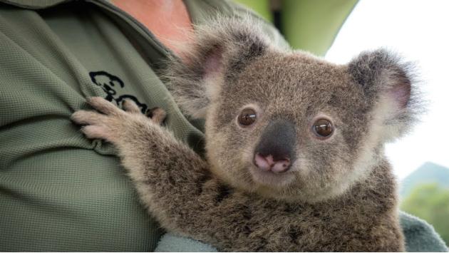 Australia, l'allarme del Wwf: koala a rischio estinzione