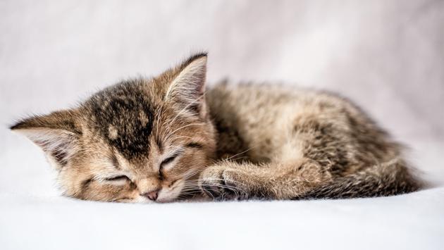 «Ho adottato un gatto»: consigli per accogliere un micio in casa