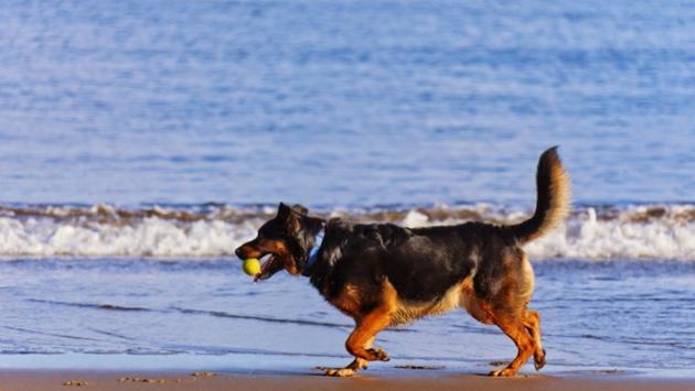 Liguria verso legge per seppellire le ceneri degli animali da compagnia con il padrone