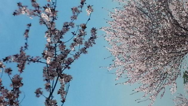 Arriva tempo primaverile, sole e temperature in rialzo