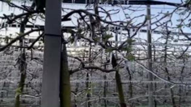 Agricoltura: primavera precoce, allarme per frutteti in E-R