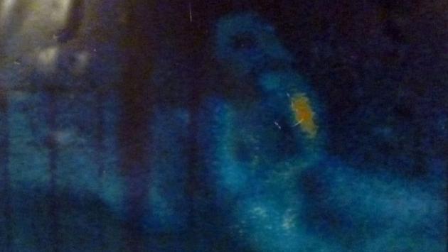"Ho fotografato la dama del fantasma"