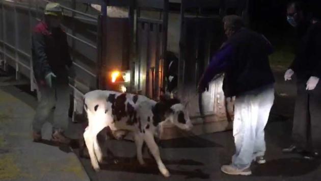 Una ventina di vitelli in fuga lungo la provinciale a Poviglio: 'catturati' dai carabinieri