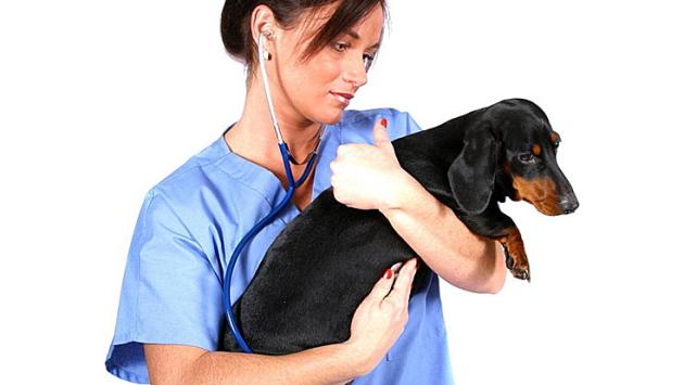 Le possibili cause del prurito in un cane