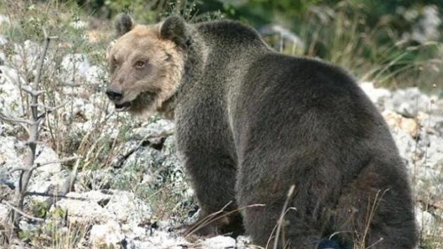 L'orso M49 catturato sui monti di Tione