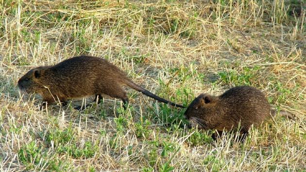 Si potrà sparare alle nutrie dopo la cattura