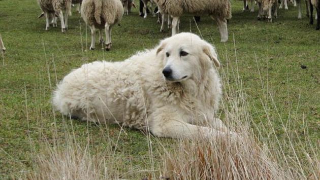 Cani  e comportamento:   La memoria di razza: fondamentale  per capire i nostri amici