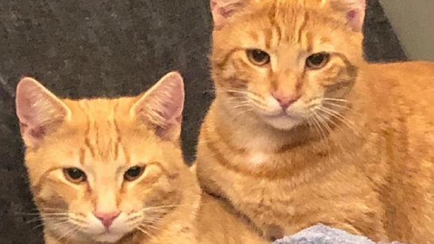 Langhirano, «I miei gatti sono stati avvelenati»