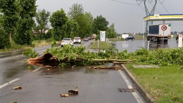 L'auto di due coniugi fidentini colpita sulla via Emilia da un grosso ramo: «Che paura!»