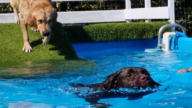 Unità cinofile, una nuova piscina per addestrare i cani da soccorso