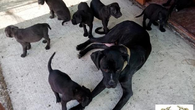 Undici cuccioli di cane corso e la loro mamma salvati dai volontari