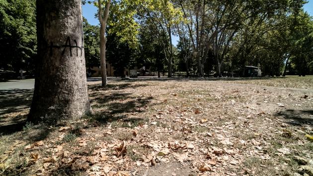 Foglie cadute come d'autunno. L'esperto: «Situazione preoccupante»