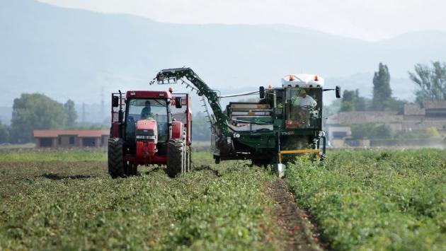 Pomodoro da industria, l'anno della qualità. Ma incidono siccità e lievitazione dei costi