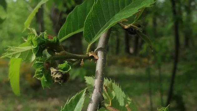 La vespa cinese minaccia i castagni: al via una «battaglia» biologica