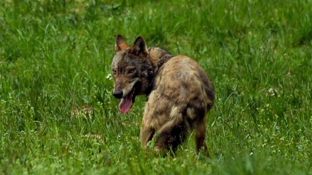 «La mia Daisy uccisa da un lupo»: segugio sbranato durante la caccia