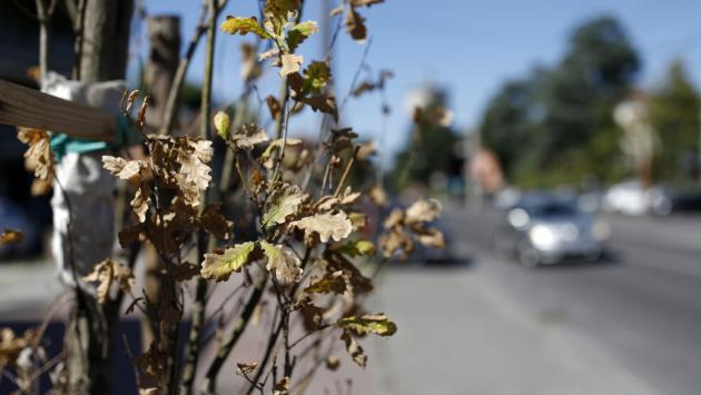 Viale Villetta, già secchi i nuovi alberi