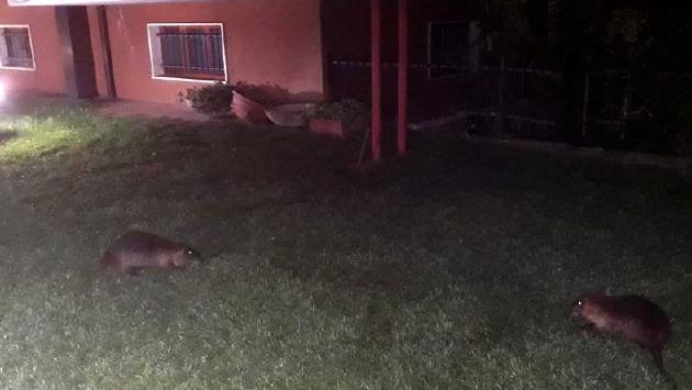 «Assediati dalle nutrie. E nessuno interviene»