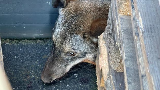Lupo investito da un'auto cerca rifugio nel cortile di un'azienda: inutili i soccorsi