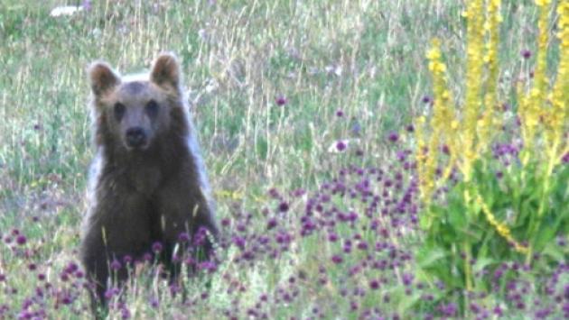 Un orso attacca e ferisce padre e figlio in Trentino