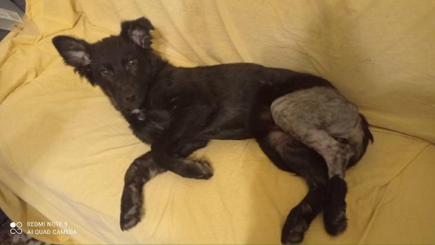 Salso, la gara di solidarietà ha funzionato: subito operata la cagnolina Chanel