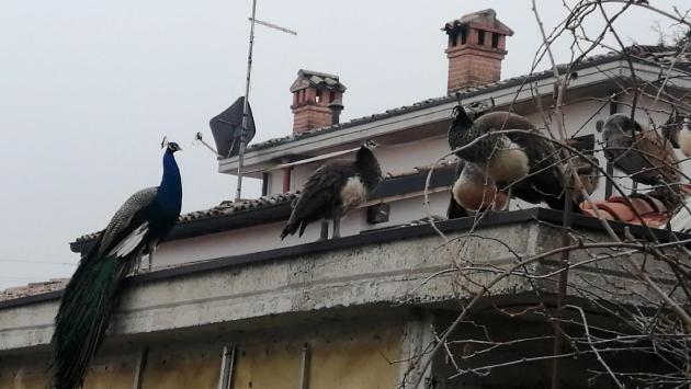 «Noi, assediati dai pavoni: aiutateci a catturarli»