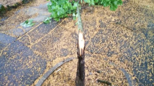 Alberi spezzati, aiuole bruciate: i nuovi vandali