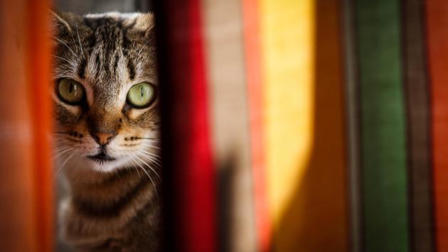 Gatto con raro virus morde padrona, il Ministero avvia un'indagine