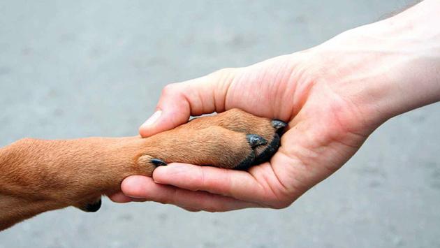 Sempre insieme, le ceneri del cane nella tomba del padrone