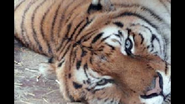 Donna uccisa da una tigre allo zoo di Zurigo