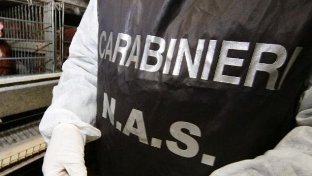 Controlli in una azienda agricola di Brescello:  i Nas di Parma sequestrano 126 pecore