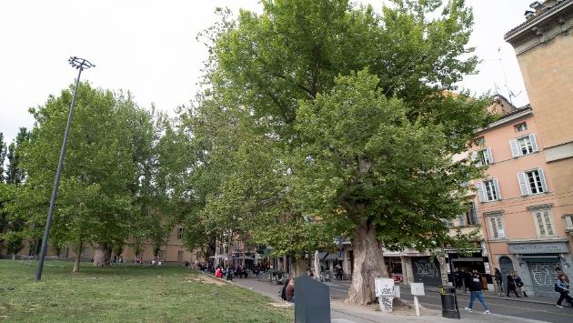 De Vanna: «Su 42.000 alberi a Parma 30 a rischio e 10 saranno abbattuti». Scopri quali: anche uno di Maria Luigia